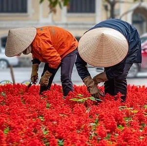 People-plucking-flowers-78